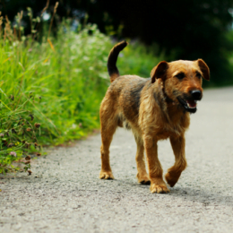 Fourrière municipale